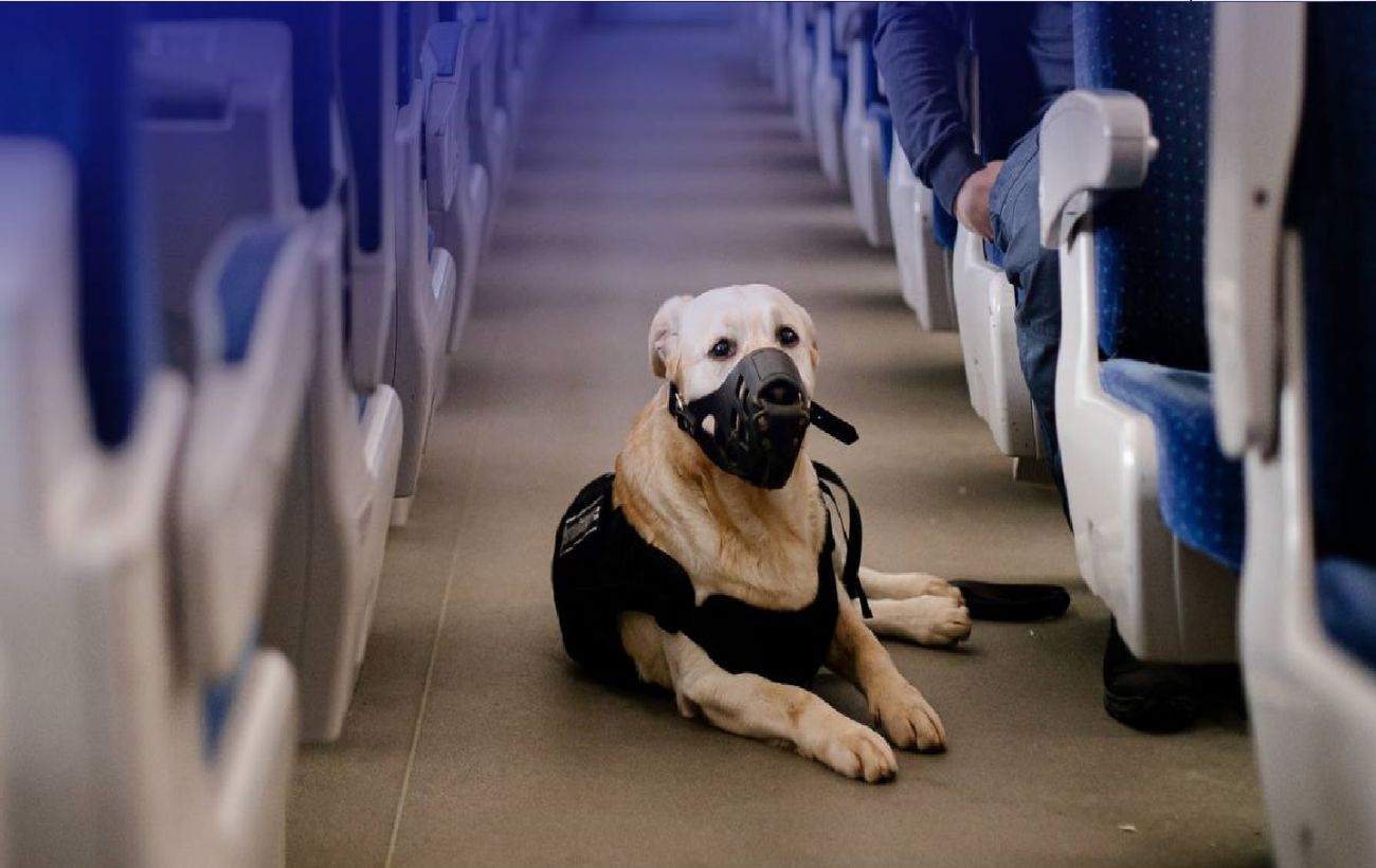 Клітка, тамбур або викуп всього купе: як подорожувати з тваринами в поїзді