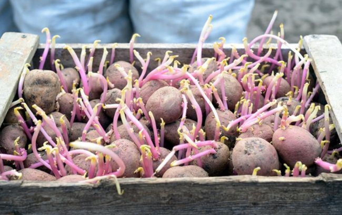 Два продукти, які можуть залишатися отруйними навіть після приготування